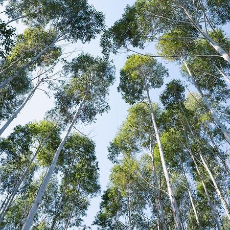 Anew Resort Ingeli Forest Kokstad コクスタッド エクステリア 写真